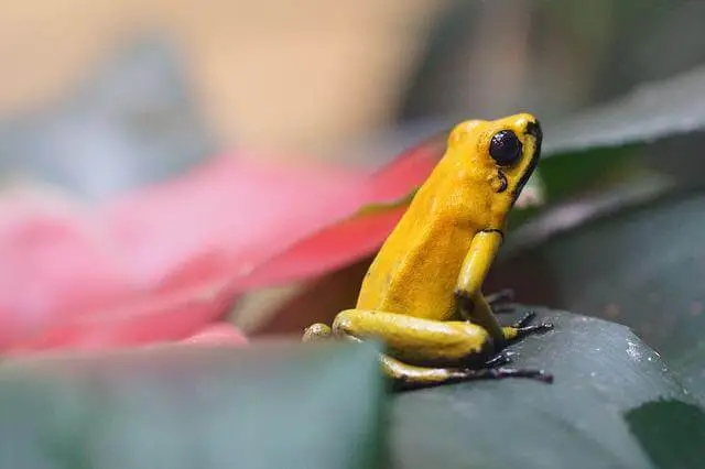 una rana amarilla con ojos negros