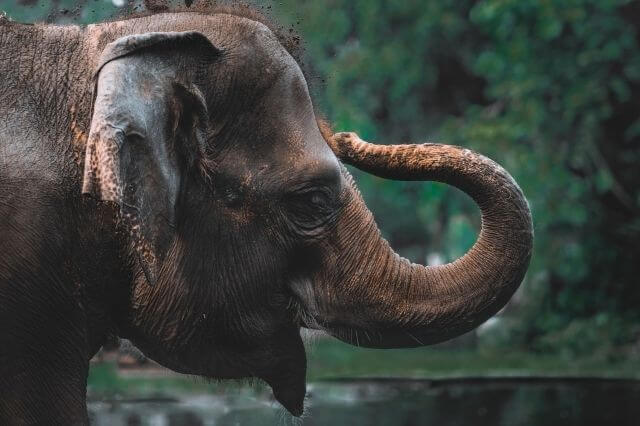 Primer plano de perfil de elefante
