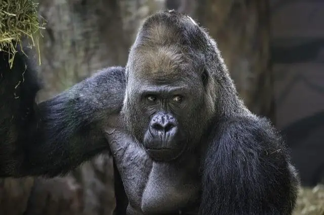 Gorila de aspecto serio