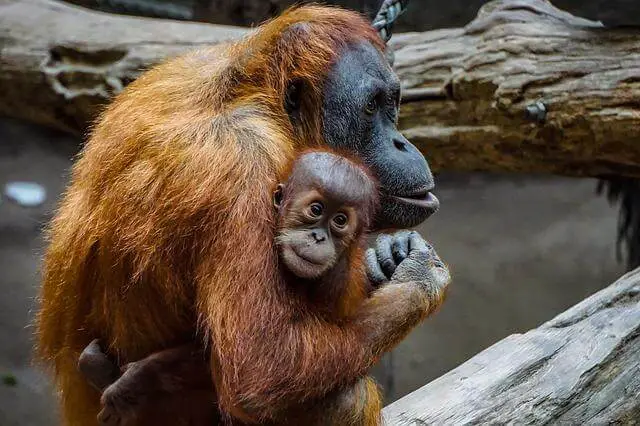 Orangután cargando a su bebé