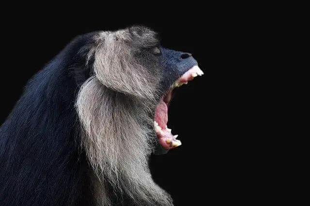 mono aullador negro con la boca abierta