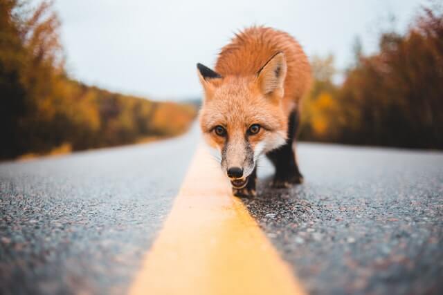 un zorro rojo en la carretera de un coche