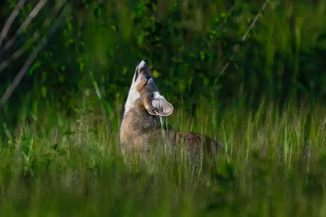 un coyote gris aullando en una hierba verde