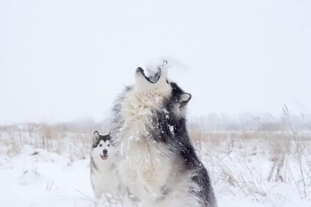 un husky blanco y negro aullando en la nieve