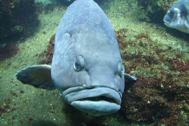 pez azul con boca y labios grandes