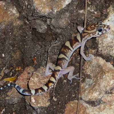 Gecko de bandas centroamericanas