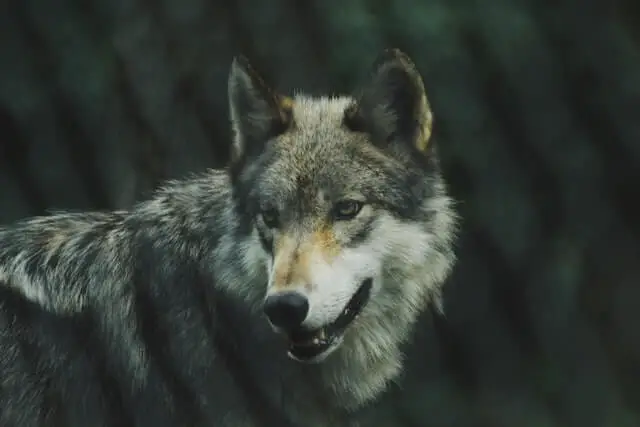 foto de primer plano de un lobo gris y blanco