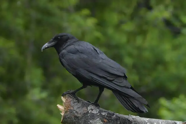 cuervo negro en el tronco de un árbol