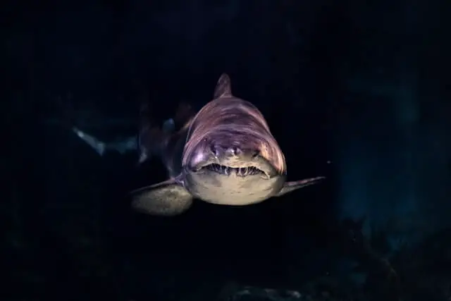 gran tiburon gris nadando