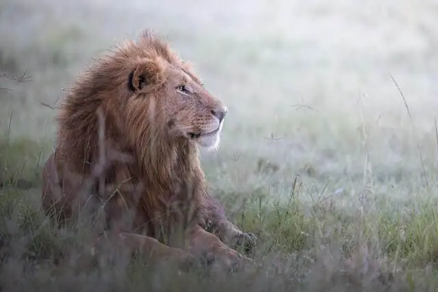 león macho descansando sobre la hierba verde
