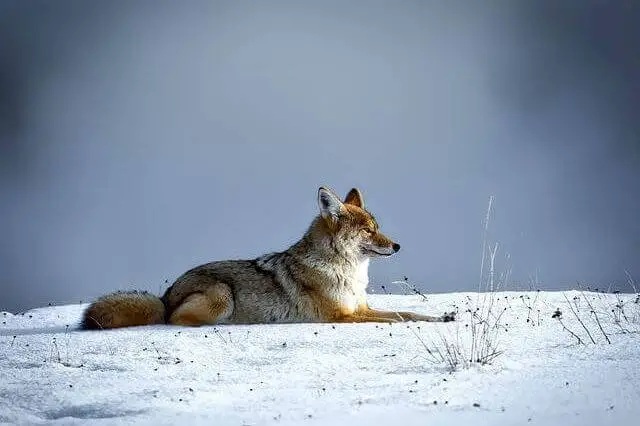 coyote tirado en la nieve