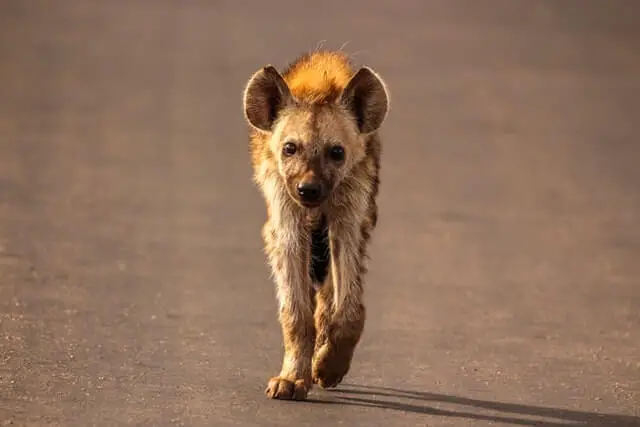 hiena caminando por un camino de cemento