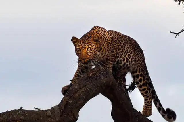 leopardo caminando sobre un árbol