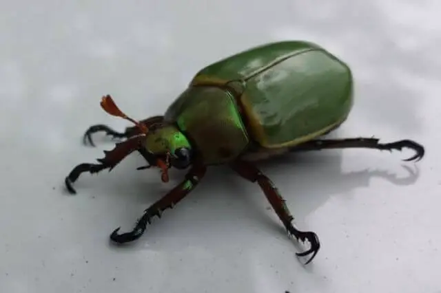 escarabajo verde en la superficie blanca