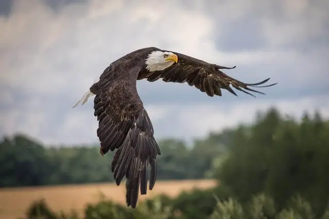 águila con grandes alas volando