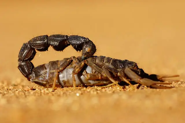 escorpión caminando sobre la arena del desierto