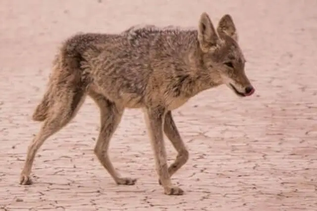 coyote flaco en un desierto