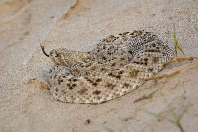gran serpiente de cascabel de espalda de diamante en una arena del desierto