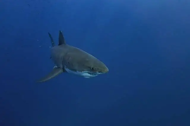 un gran tiburón blanco nadando en aguas azules