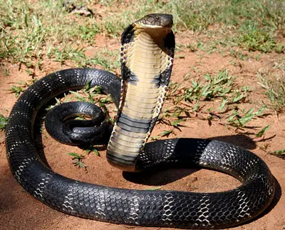 Cobra Rey