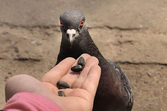 paloma comiendo de la mano humana