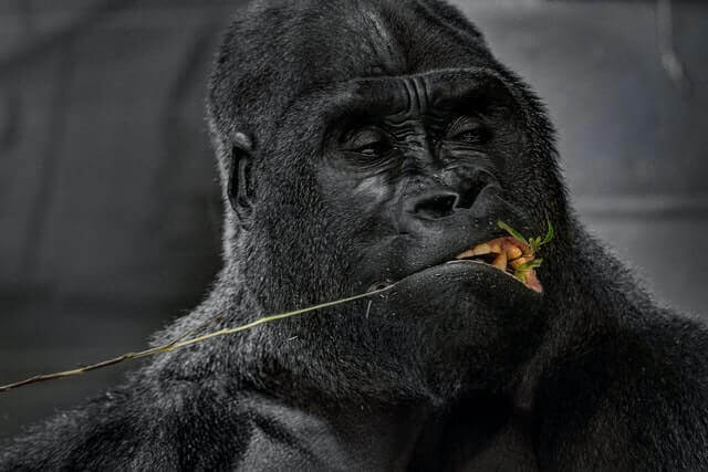 gorila con una brizna de hierba en la boca