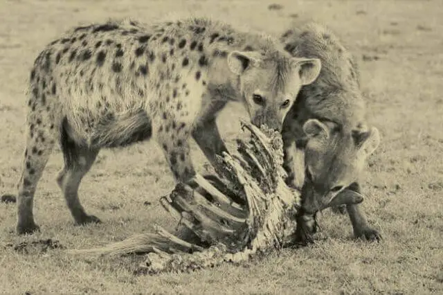 dos hienas comiendo cadáveres