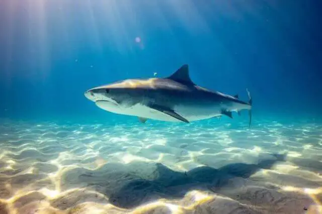 tiburón tigre nadando bajo el agua