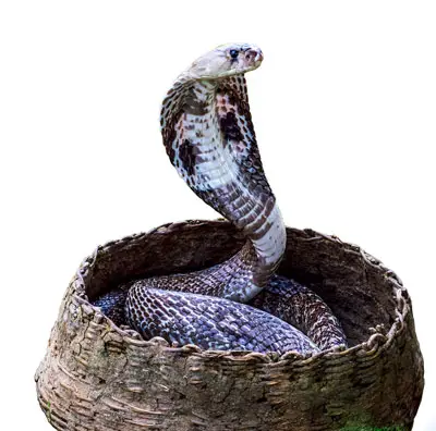 Serpiente cobra en cesta
