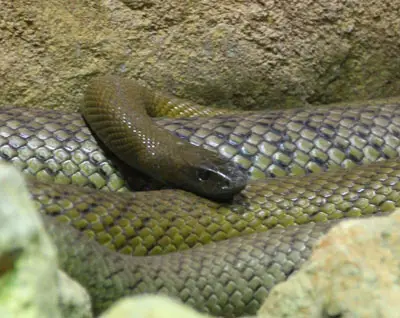 Serpiente Taipán Interior
