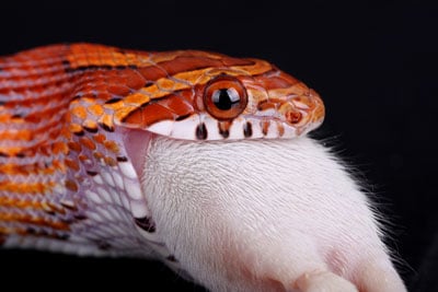 Serpiente de maíz comiendo