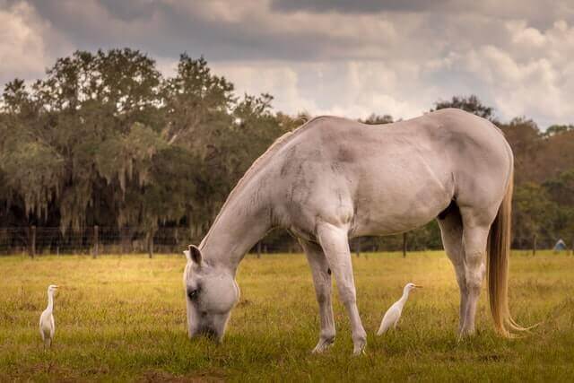 un caballo gris comiendo en una hierba verde 