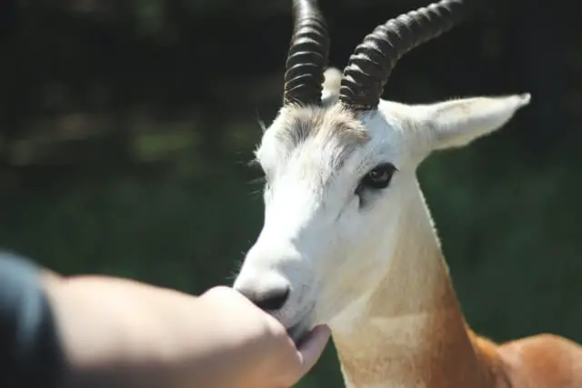 una cabra comiendo de una mano humana
