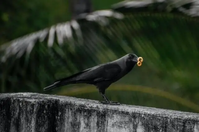 un cuervo negro con un trozo de comida en el pico