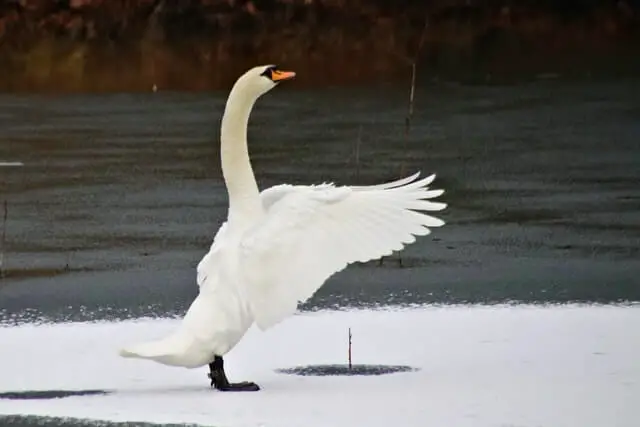 un cisne blanco cerca del agua