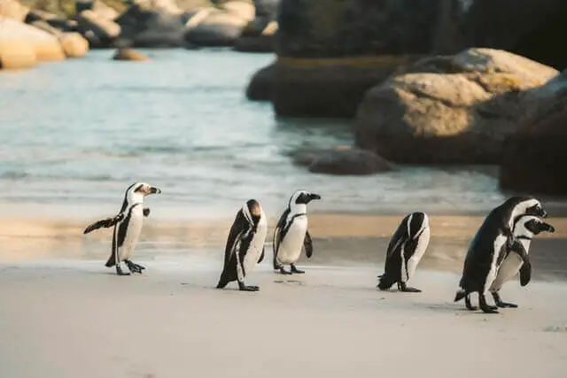 un grupo de pinguinos andando