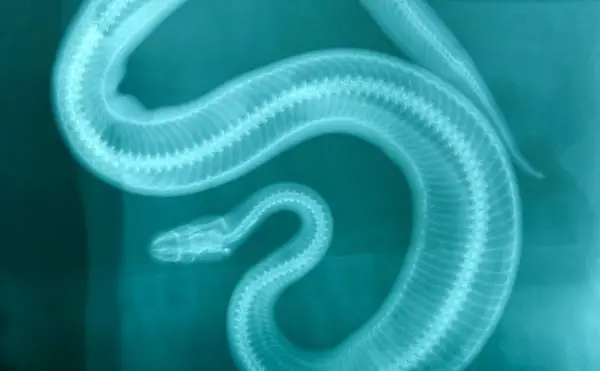 Imagen de rayos X de una serpiente
