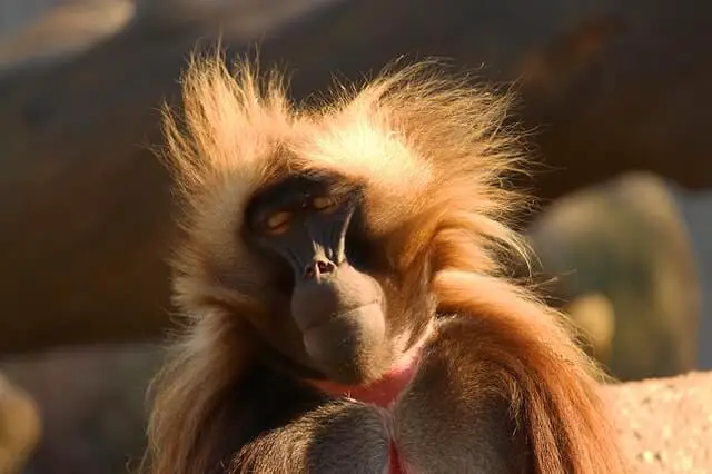 mono gelada marrón con pelo largo
