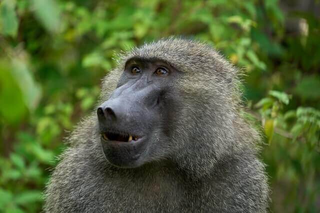 babuino chacma con la boca entreabierta