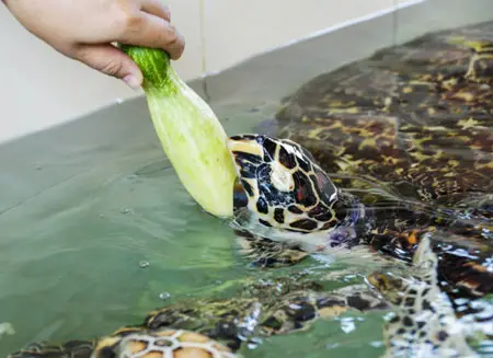 comer tortuga