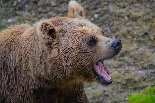 un gran oso grizzly ruge