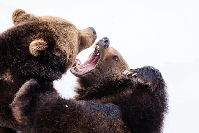 dos osos peleando