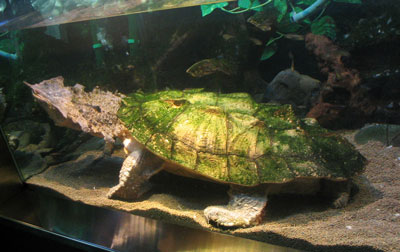 de Chelus Fimbriatus o la tortuga de agua dulce Mata Mata