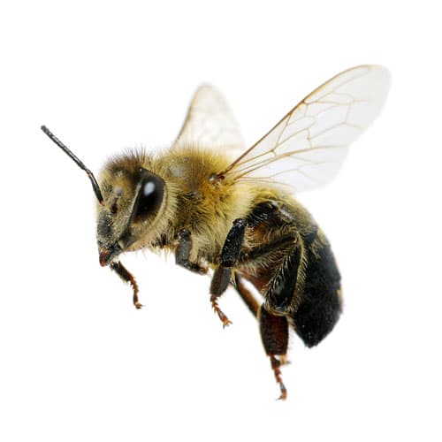 Diferencia entre abejas y avispas