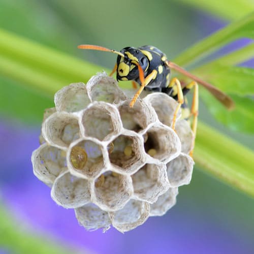 Diferencia entre abejas y avispas