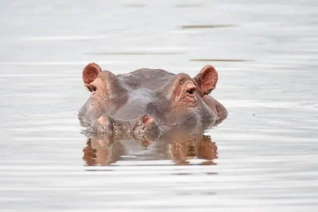 un hipopótamo que sobresale del agua