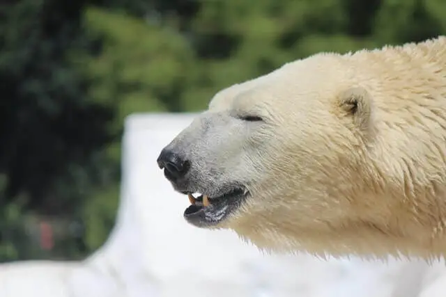 una cabeza de un oso polar