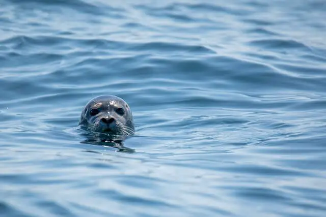 una foca gris en un agua azul