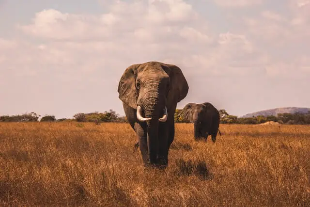 dos elefantes caminando sobre hierba marrón