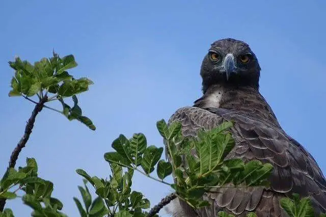 águila marcial posada en un árbol